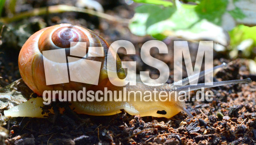 Bänderschnecke (4).jpg